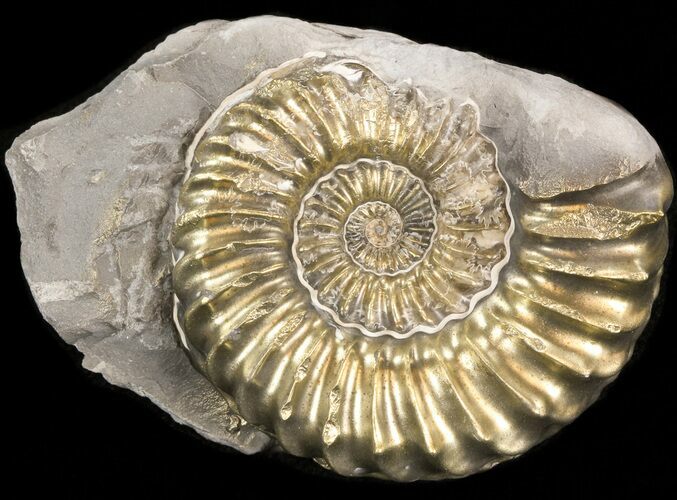 Pyritized Pleuroceras Ammonite - Germany #42735